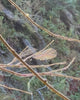 Close-up of tree branches with a few spider webs in sunlight.